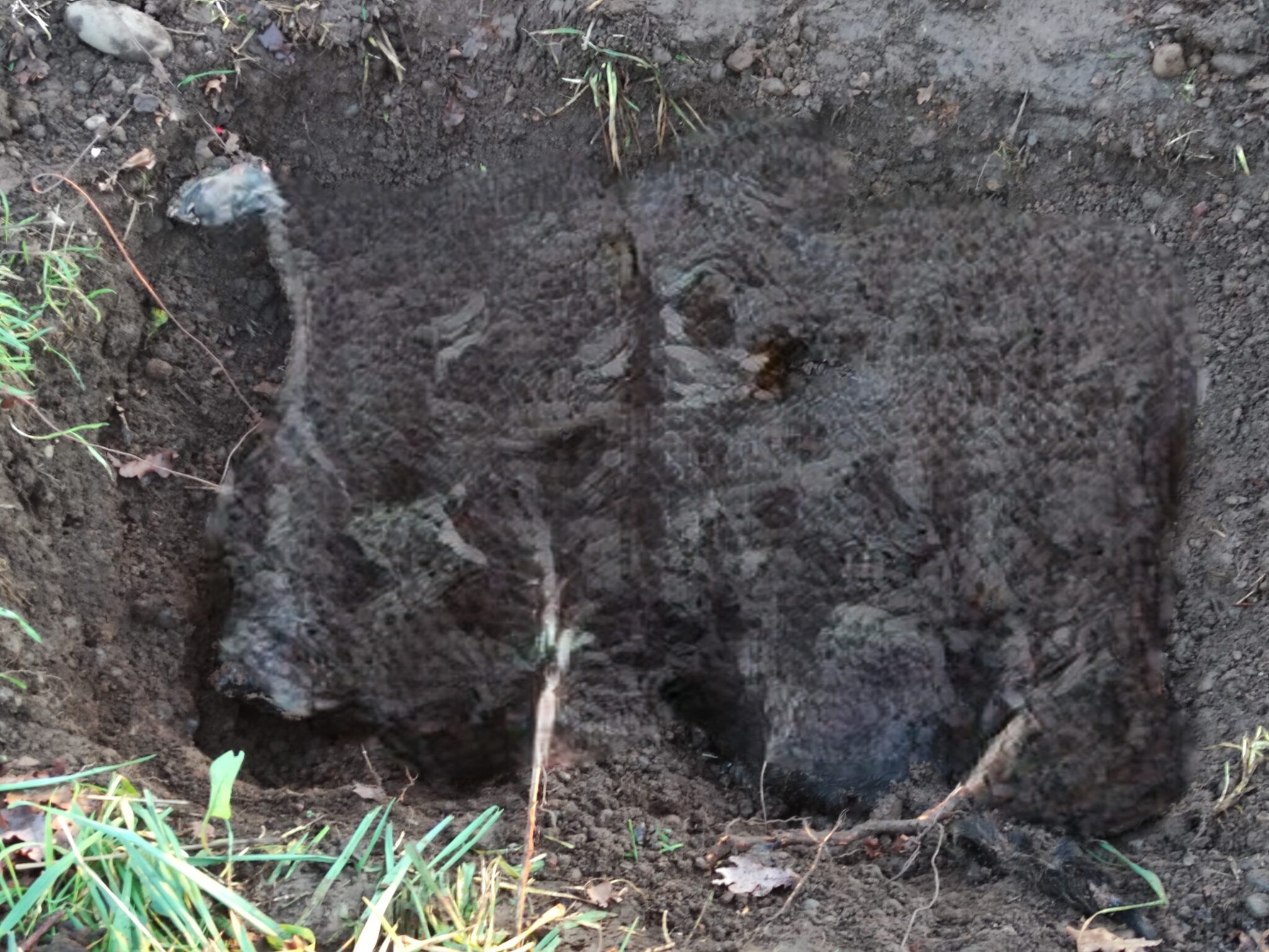 Encuentran Fosa Con Cuatro Perros Enterrados En Un Predio De R O Negro